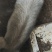 农家土猪，整头出售