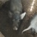 农家土猪，整头出售