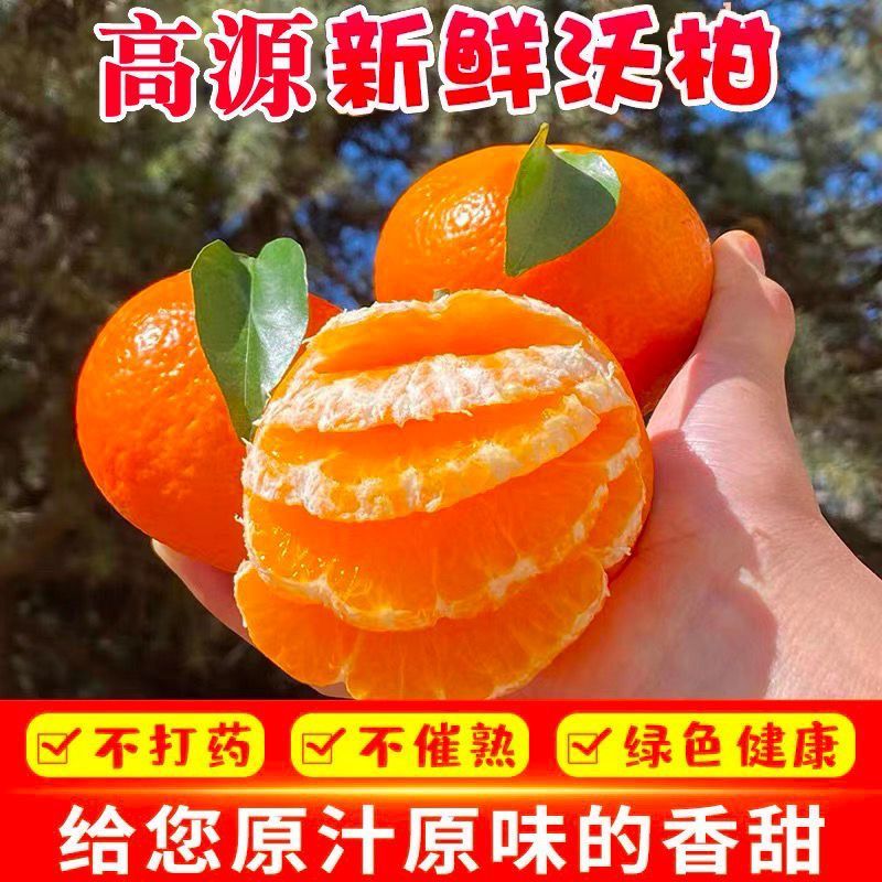 广西武鸣沃柑现摘新鲜桔子应季橘子孕妇件代发
