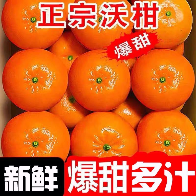 广西武鸣沃柑现摘新鲜桔子应季橘子孕妇件代发