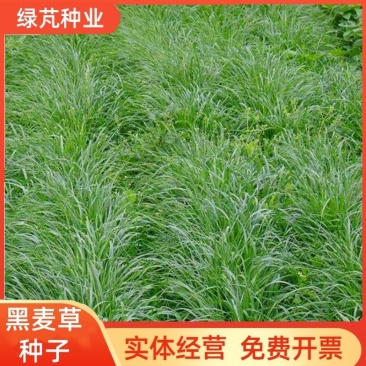 多年生黑麦草种子四季播种牧草草籽高产养殖生命力强