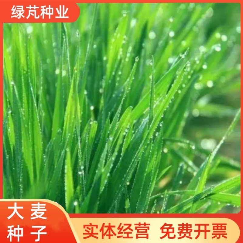 高产型大麦种子小麦燕麦青稞种子优质品种大田抗倒四季播种