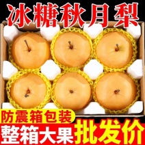 正宗山东秋月梨冰糖梨子产地直销新鲜水果皮薄超甜整箱大批发