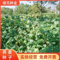 荞麦种子黑荞麦苦荞麦甜荞麦青稞种子周期短高产量