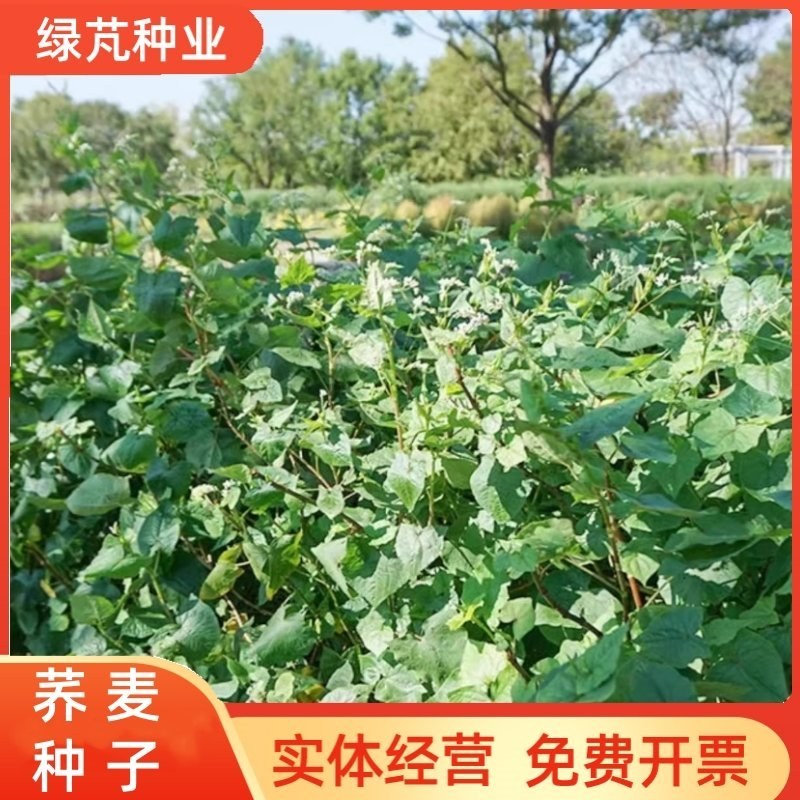 荞麦种子黑荞麦苦荞麦甜荞麦青稞种子周期短高产量