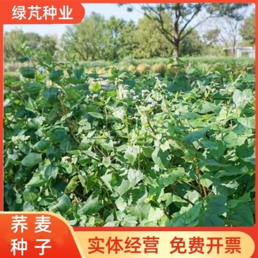荞麦苦荞麦种子甜荞麦种子周期短高产出芽率高