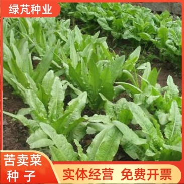 苦卖菜种子牧草种子高蛋白高产量养殖各类家禽四季牧草