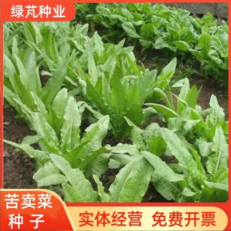 苦卖菜种子牧草种子高蛋白高产量养殖各类家禽四季牧草