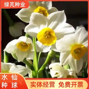 进口水仙花种球洋水仙花种球水仙花种球水培土培重瓣水仙