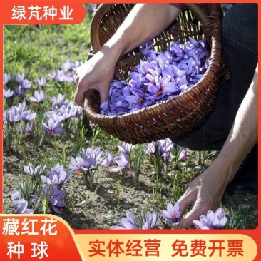 藏红花种球种子球根盆栽耐寒耐冻番红花种球球根花卉种子