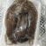 甲鱼裙边