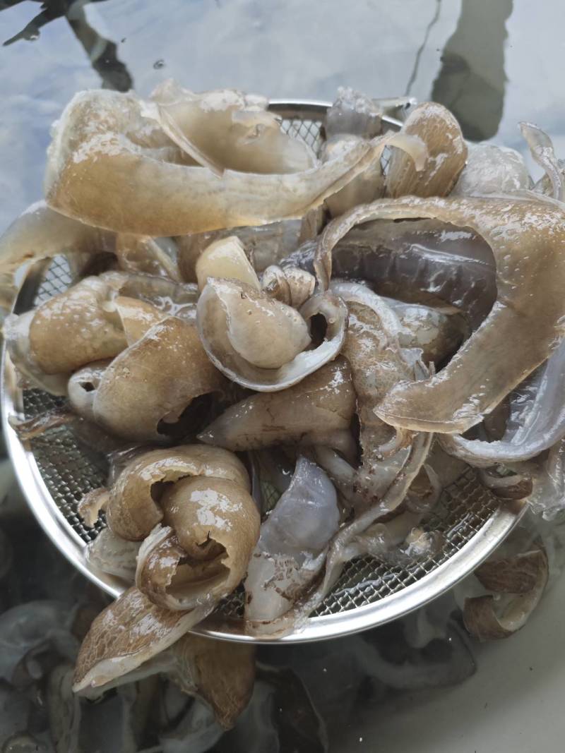 甲鱼裙边
