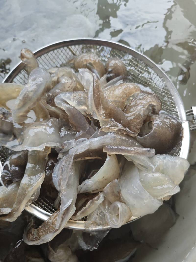 甲鱼裙边