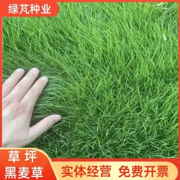 进口多年生矮生草坪黑麦草种子提供三证一签