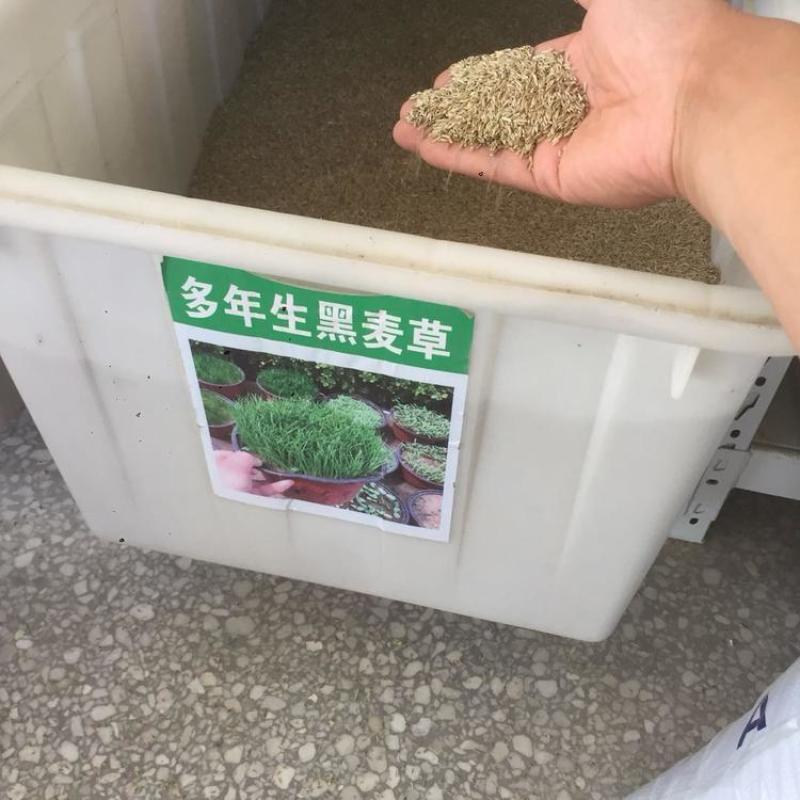 进口多年生矮生草坪黑麦草种子提供三证一签