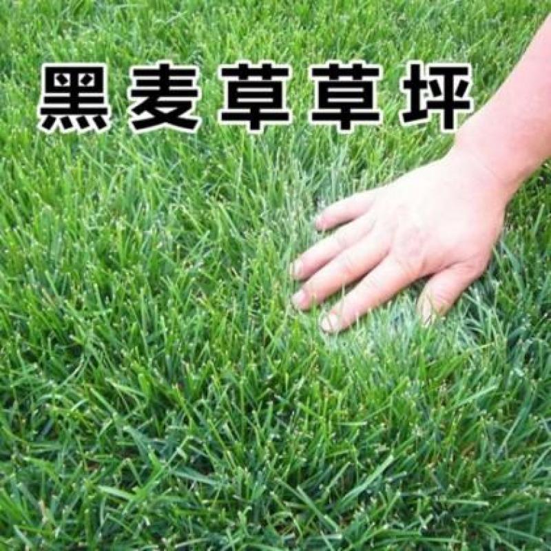 进口多年生矮生草坪黑麦草种子提供三证一签