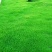 进口多年生矮生草坪黑麦草种子提供三证一签