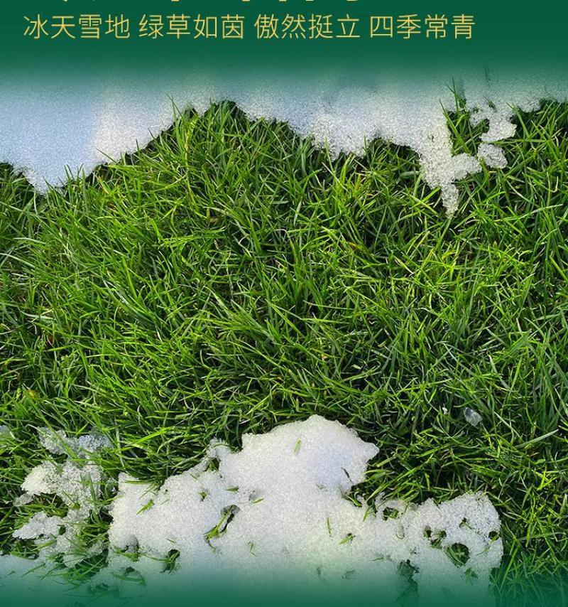 进口多年生矮生草坪黑麦草种子提供三证一签
