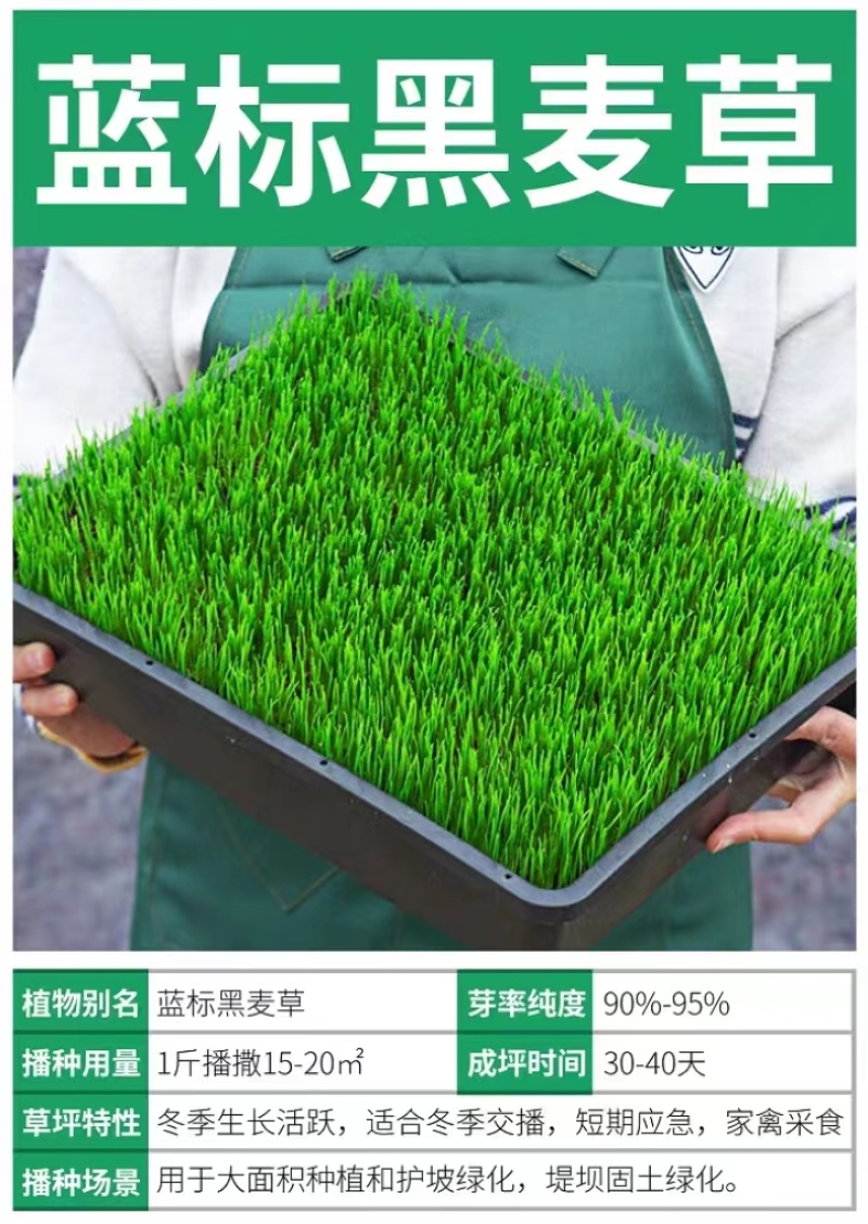 进口多年生矮生草坪黑麦草种子提供三证一签