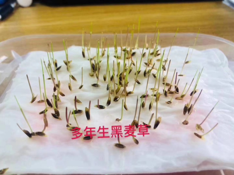进口多年生矮生草坪黑麦草种子提供三证一签