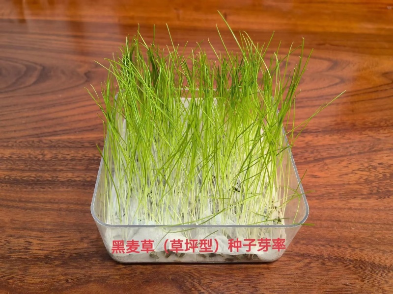 进口多年生矮生草坪黑麦草种子提供三证一签