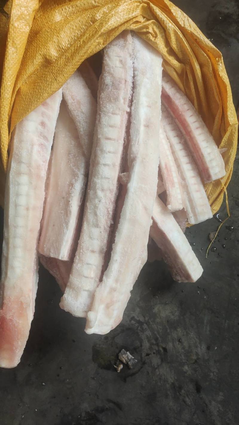 鲨鱼骨