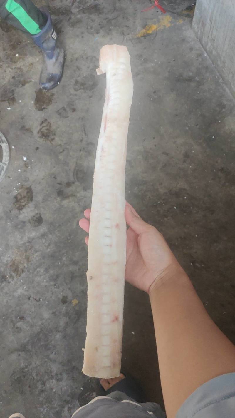 鲨鱼骨
