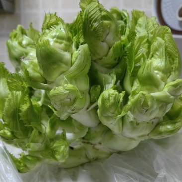 四川精品儿菜各种品质都有大小车都接多城市有货大心小心