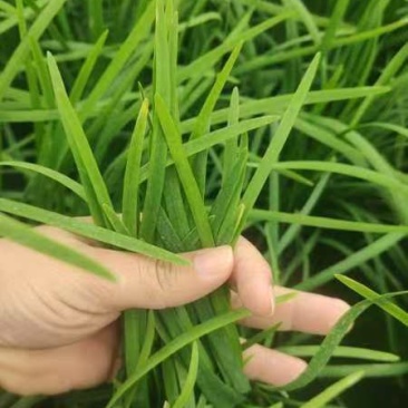电商韭菜大卖，天天大量有货