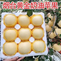 烟台奶油富士苹果水果新鲜维纳斯奶香黄皮牛奶黄金白色冰糖心