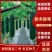 湘研黑实二号黑皮冬瓜种子芽率高条形好品质优