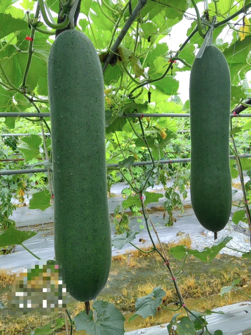 湘研黑实二号黑皮冬瓜种子芽率高条形好品质优