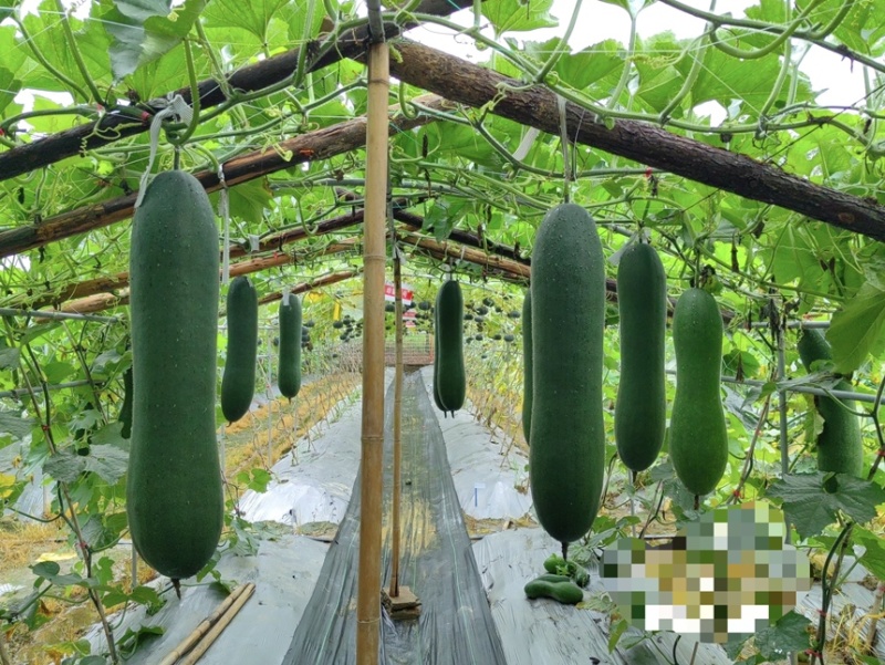 湘研黑实二号黑皮冬瓜种子芽率高条形好品质优