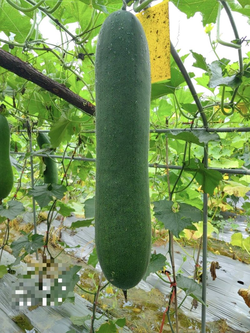 湘研黑实二号黑皮冬瓜种子芽率高条形好品质优
