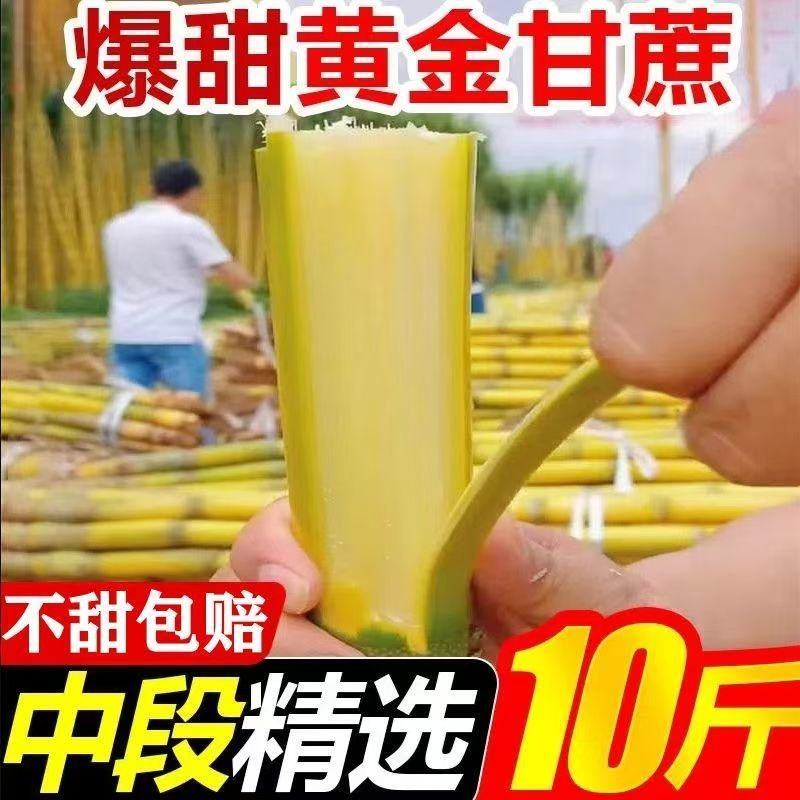 【脆甜薄皮长节中段】正宗云南黄皮甘蔗新鲜黄金水果批发1/