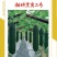 湘研黑实二号黑皮冬瓜种子芽率高条形好品质优