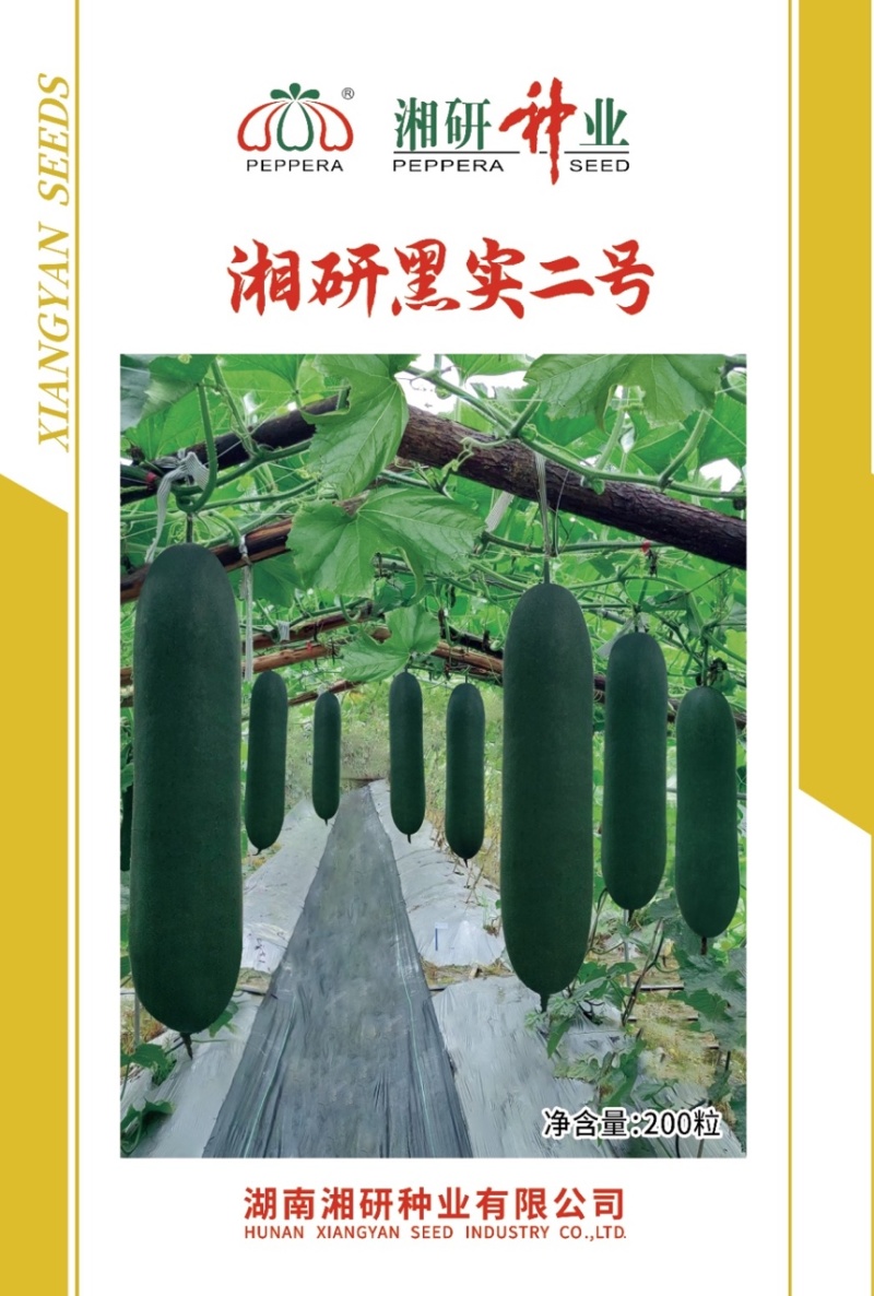 湘研黑实二号黑皮冬瓜种子芽率高条形好品质优