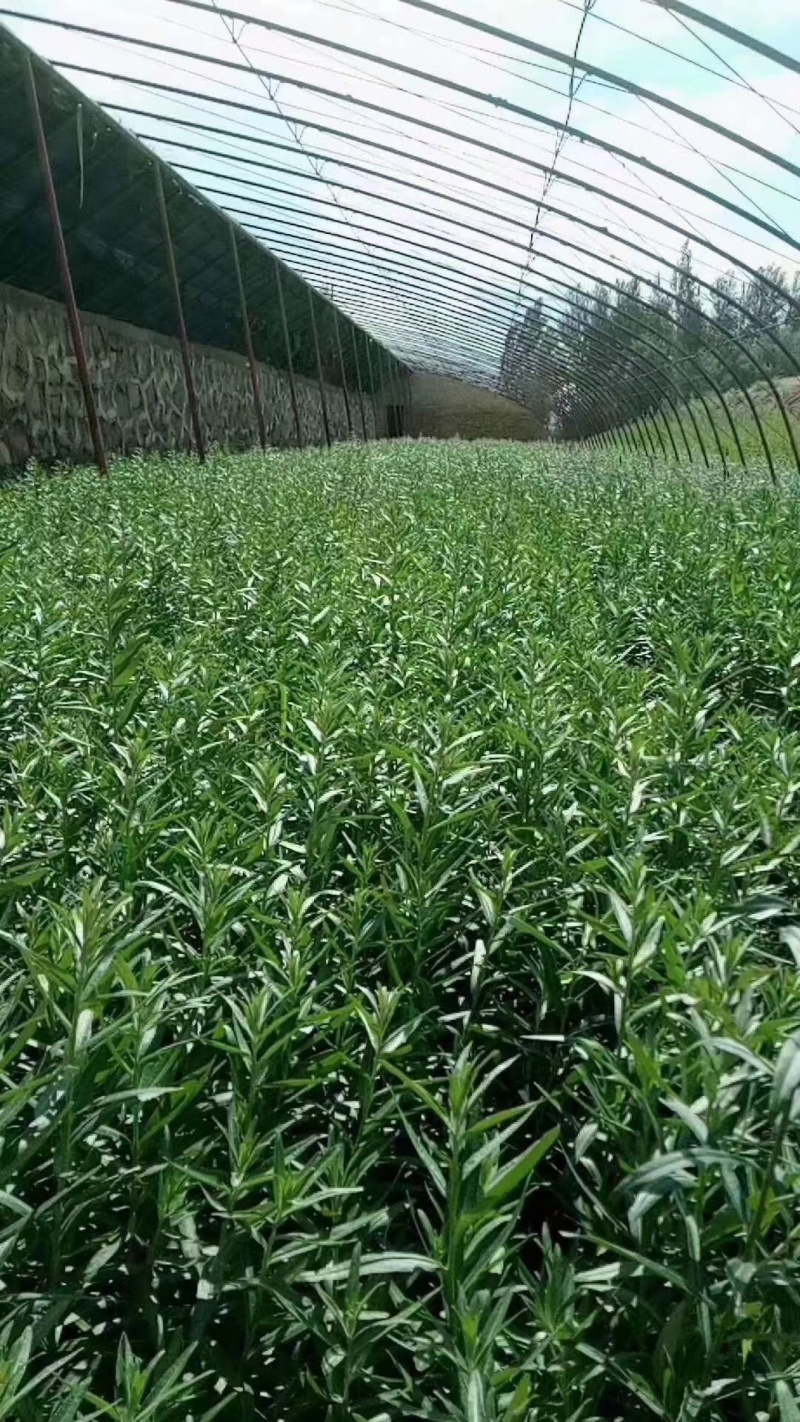 深秋红大果沙棘苗