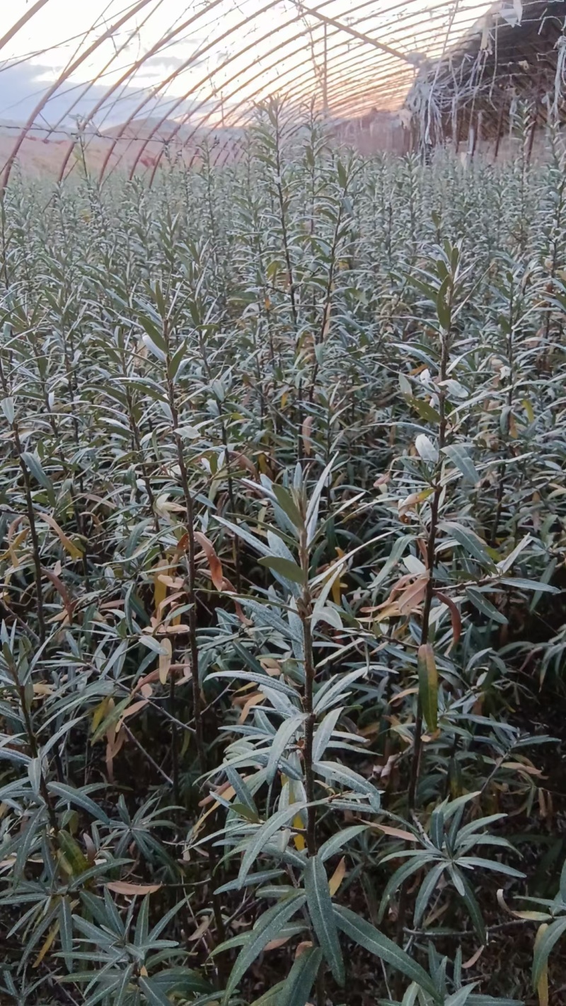 深秋红大果沙棘苗