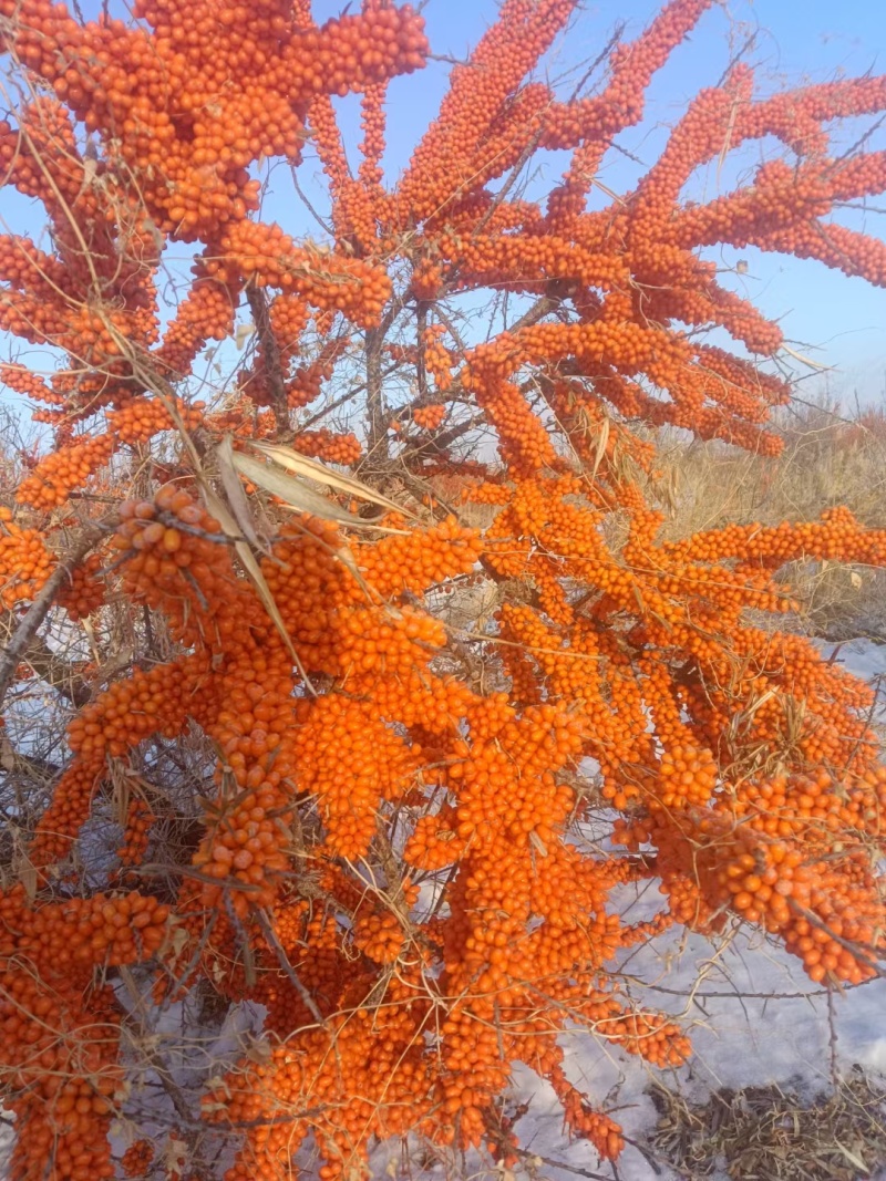 深秋红大果沙棘苗