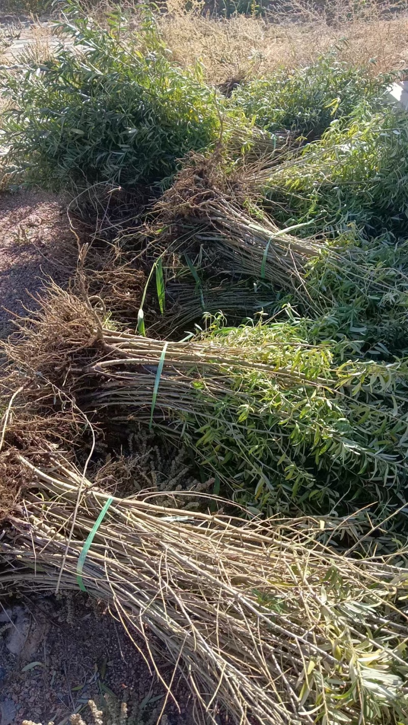 深秋红大果沙棘苗