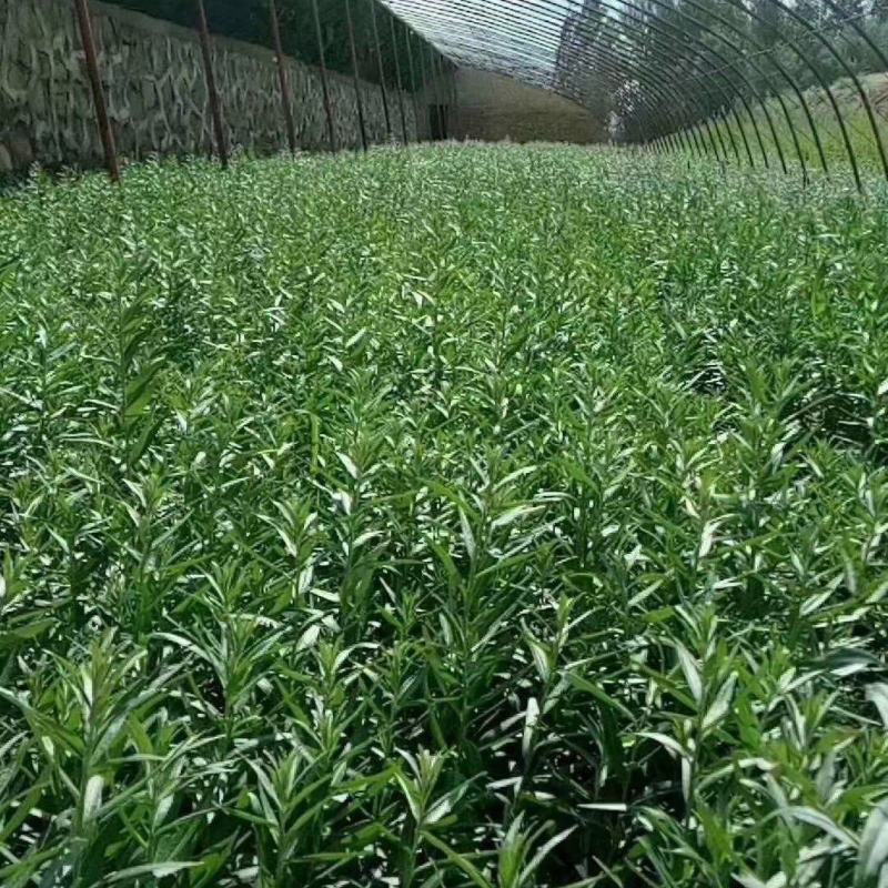 深秋红大果沙棘苗