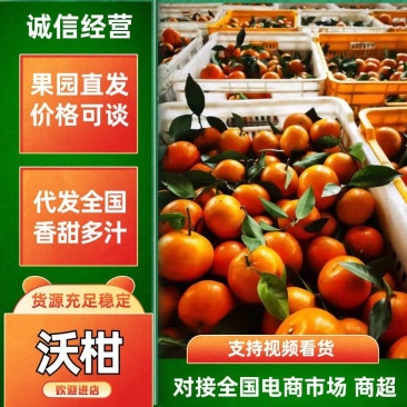 广西优质百亩沃柑上市每天可以供货3-5万斤