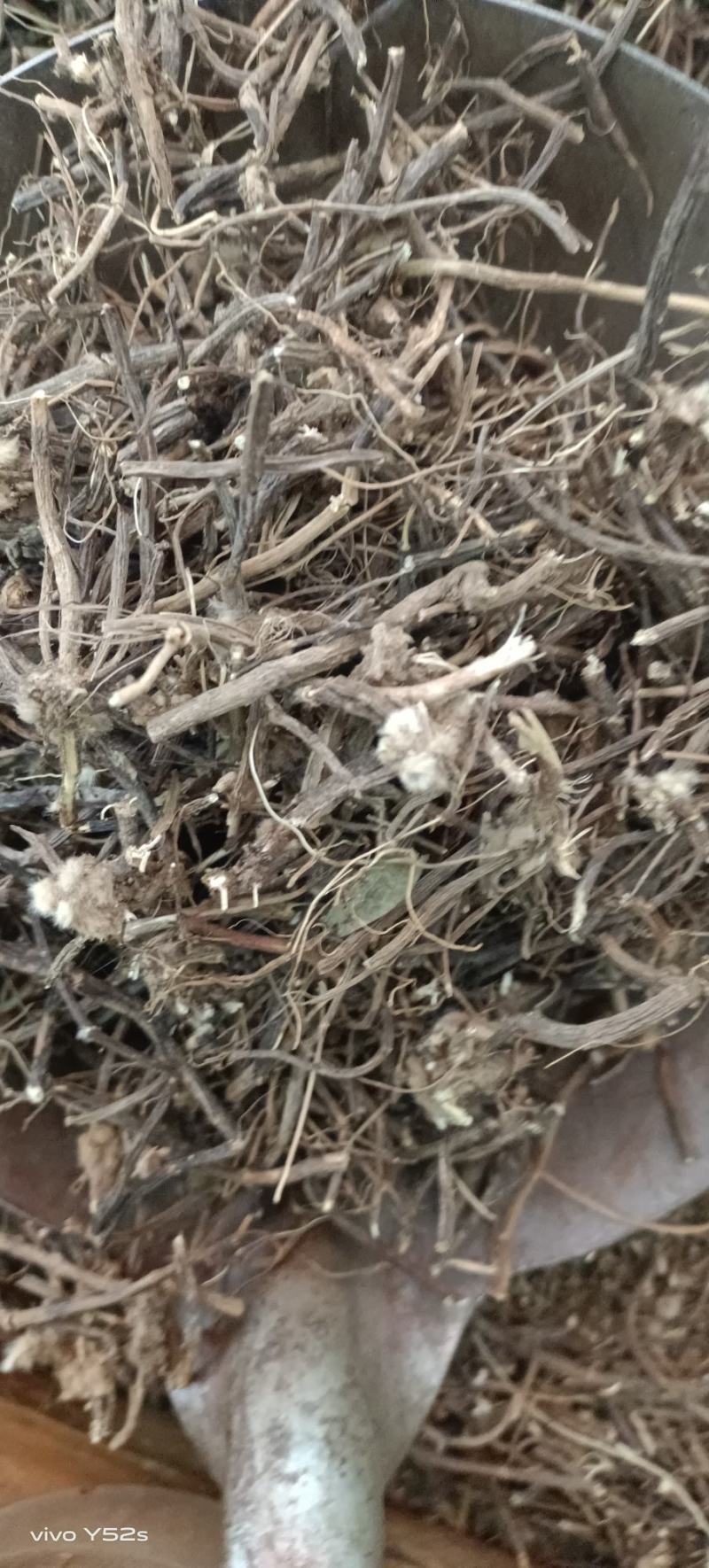 威灵仙产地云南，多种药材批发，代加工可配方