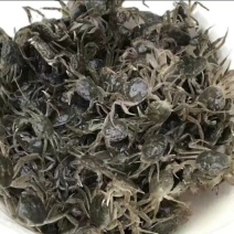 精品蟹苗