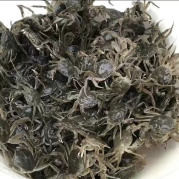 精品蟹苗