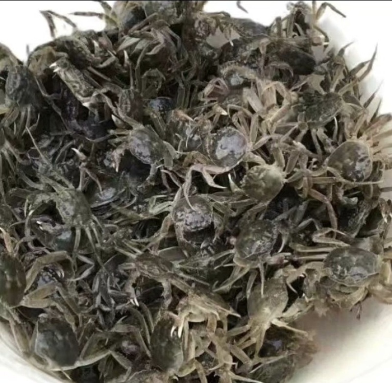 精品蟹苗