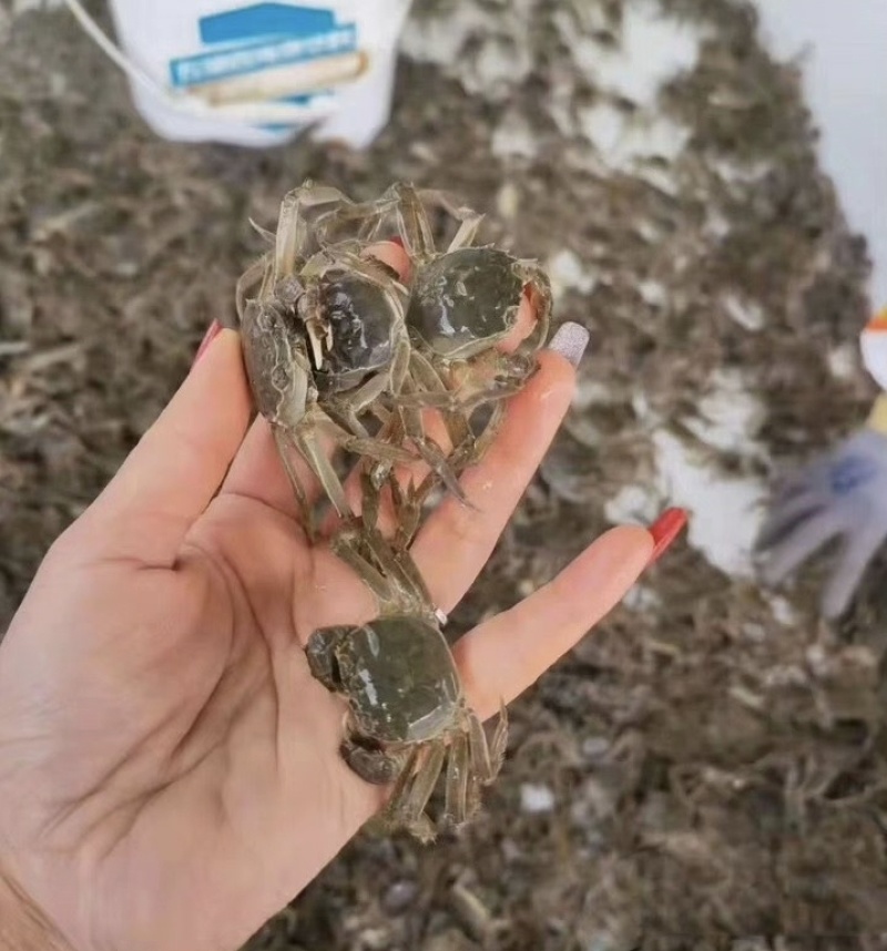 精品蟹苗