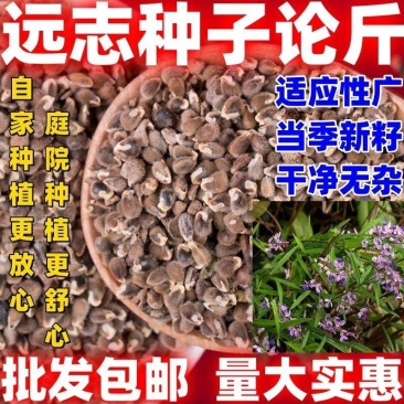 2025年纯新远志种子大量上市