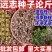 2025年纯新远志种子大量上市